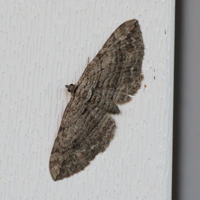 Horisme tersata (píďalka plaménková), IT, Kreuzbergpass, Jižní Tyrolsko