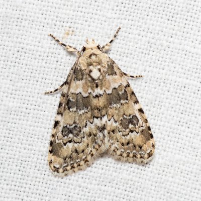 Bryophila domestica (šípověnka perlová), Hády - lesní lom