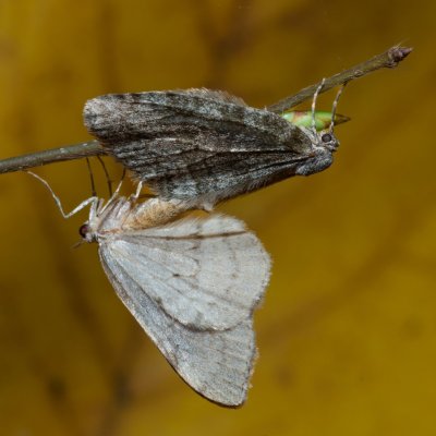 Epirrita sp., Žebětín