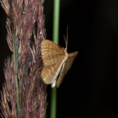 Idaea ochrata (žlutokřídlec okrový) / Idaea serpentata (žlutokřídlec hlínožlutý), Žebětín