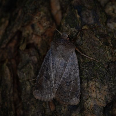 Conistra vaccinii (zimovnice brusnicová), Žebětín