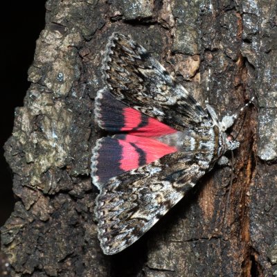 Catocala promissa (stužkonoska úzkopásá), Žebětín