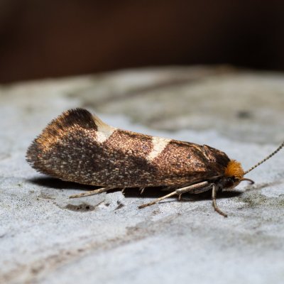Incurvaria sp., Augšperský potok