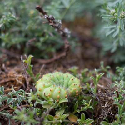 Saturnia pavonia (martináč habrový), NPR Mohelenská hadcová step