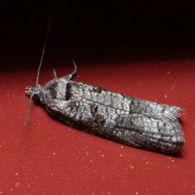 , IT, San Leonardo, Jižní Tyrolsko