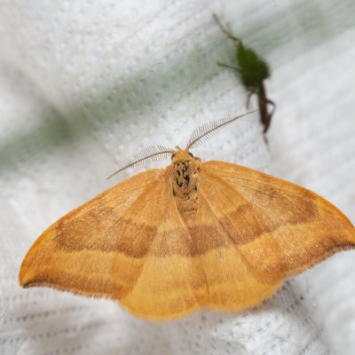 Watsonalla cultraria (srpokřídlec bukový), Podkomorské lesy, Kopeček