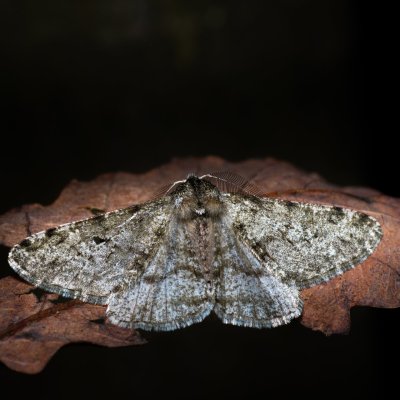 Phigalia pilosaria (drsnokřídlec hrušňový), Ždánický les