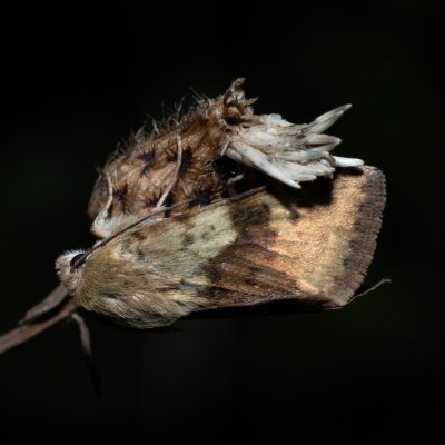 Heliothis viriplaca (černopáska štětková), PR Kamenný vrch