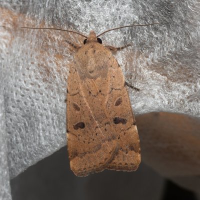 Noctua comes (osenice prvosenková), GR, Sokraki, Korfu