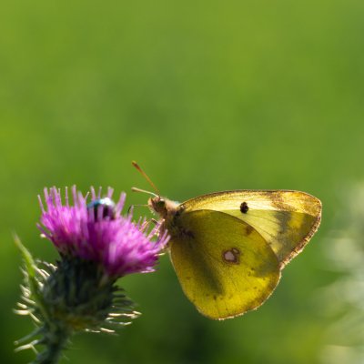 žluťásek ?, Ketkovice