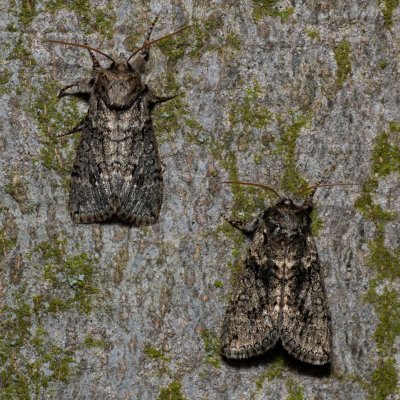 Polyploca ridens (můřice dubová), Kývalka
