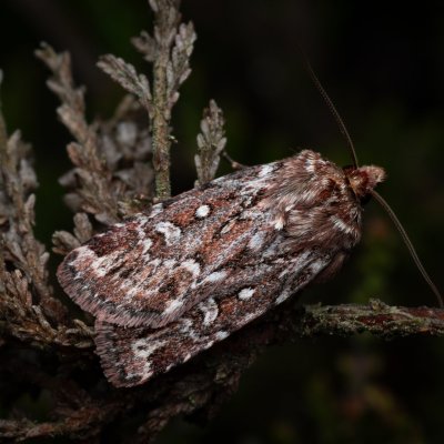 Lycophotia porphyrea (osenice pruhovaná), PP Pohoří na Šumavě