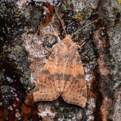 Xanthia ocellaris (zlatokřídlec topolový), Hády - odkaliště