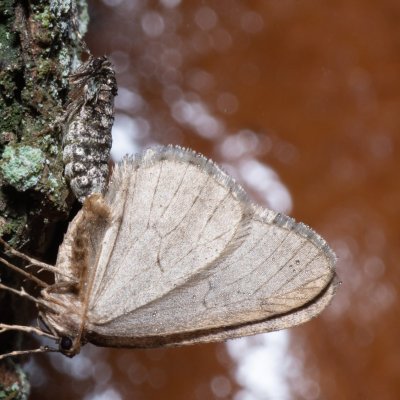 Operophtera brumata (píďalka podzimní), Žebětín