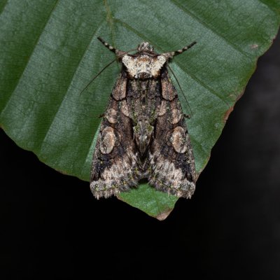 Allophyes oxyacanthae (pestroskvrnka hlohová), Kývalka