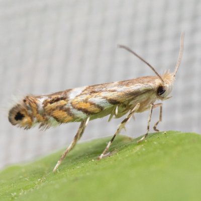 Macrosaccus robiniella (klíněnka akátová), Hády - odkaliště