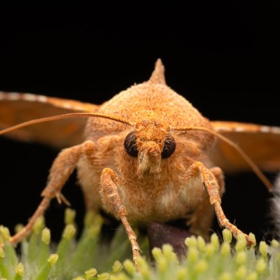 Jodia croceago (zlatokřídlec vzácný), Kývalka