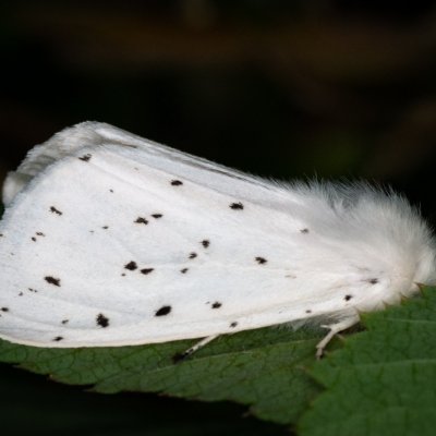 Spilosoma lubricipeda (přástevník mátový), PP Augšperský potok