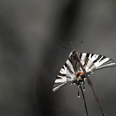 Iphiclides podalirius (otakárek ovocný), NPP Pouzdřanská step - Kolby