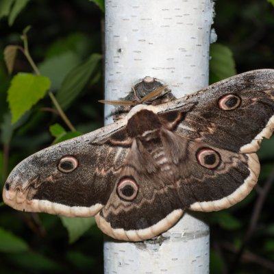Saturnia pyri (martináč hrušňový), Hády