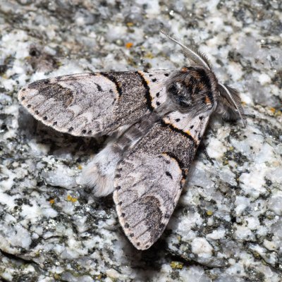 Furcula bifida (hranostajník osikový) , SK, Štôla