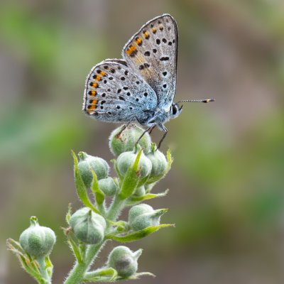 Lycaena tityrus (ohniváček černoskvrnný), NP Podyjí, Kraví hora