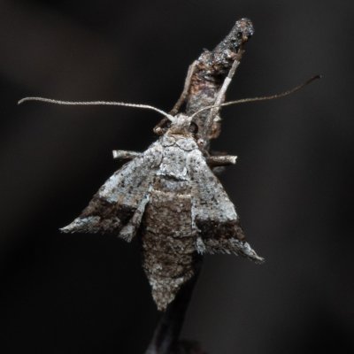 Theria rupicapraria (tmavoskvrnáč březnový), PR Kamenný vrch