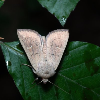 Mythimna ferrago (plavokřídlec bledoskvrnný), Žebětín