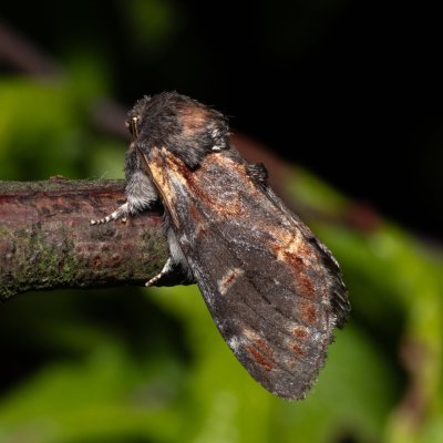 Notodonta dromedarius (hřbetozubec březový), Hrabětice