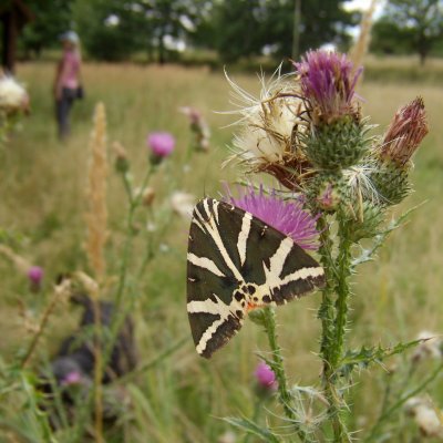 Euplagia quadripunctaria (přástevník kostivalový), Zlobice