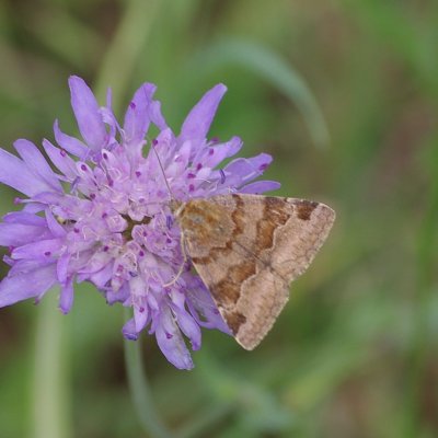 Euclidia glyphica (jetelovka hnědá), NS Motýlí ráj