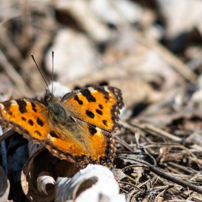 Nymphalis polychloros (babočka jilmová), Podkomorské lesy