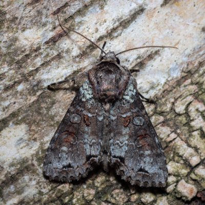 Polia hepatica (můra borůvková), NPR Radostínské rašeliniště