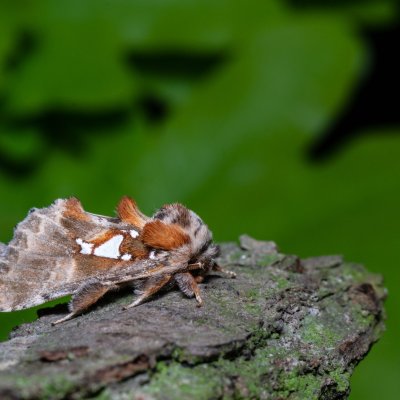Spatalia argentina (hřbetozubec stříbroskvrnný), PR Bosonožský hájek