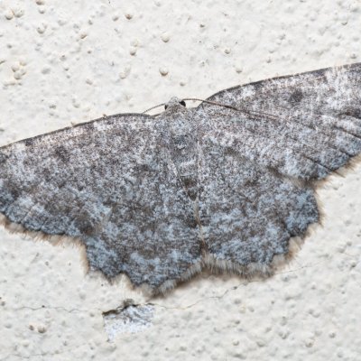 Charissa sp., SK, Súľov-Hradná