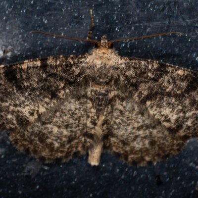 Parectropis similaria (různorožec lískový), Žebětín