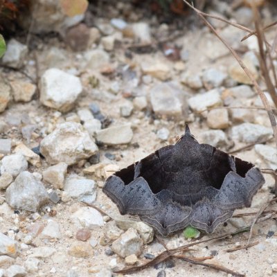 Zethes insularis (-), GR, Ano Garounas, Korfu