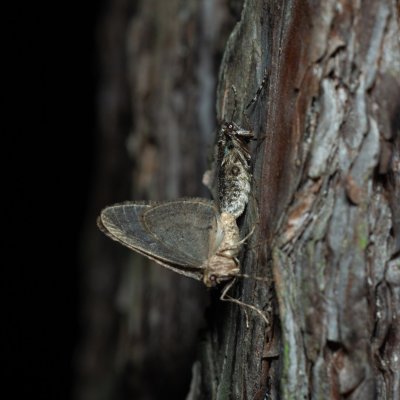 Operophtera brumata (píďalka podzimní), Žebětín