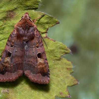 Diarsia brunnea (osenice hnědá), NPP Jeskyně Pekárna