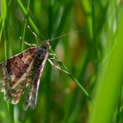 Xanthorhoe spadicearia (píďalka jitrocelová), PP Kozének