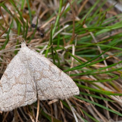 Polypogon strigilata (žlutavka dubová), Čebín - bývalý lom