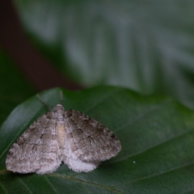 Epirrita sp., Žebětín