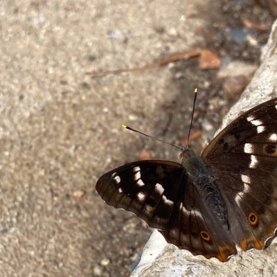 Apatura ilia (batolec červený), Komín