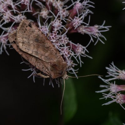 Xestia baja (osenice rulíková), PP Augšperský potok