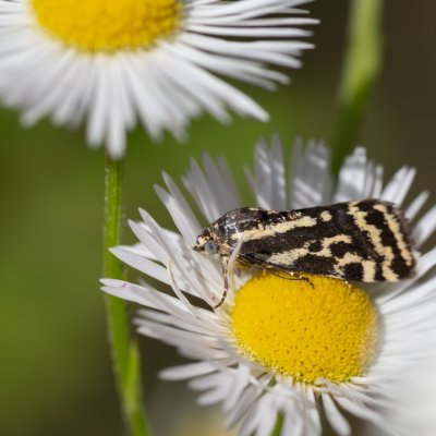 Emmelia trabealis (světlopáska svlačcová), pískovna u Mušlova