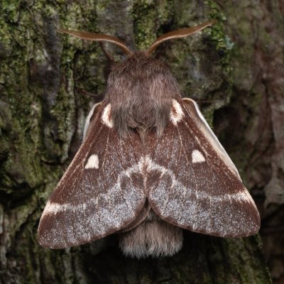 Eriogaster lanestris (bourovec březový), NPR Radostínské rašeliniště