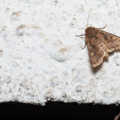 Lacanobia oleracea (můra kapustová), Lukovany