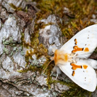 Leucodonta bicoloria (hřbetozubec dvoubarvý), NPR Radostínské rašeliniště