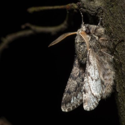 Apocheima hispidaria (drsnokřídlec dubový), Žebětín