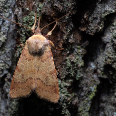 Agrochola helvola (polnice hnědá), Žebětín